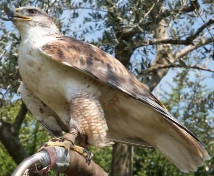 un'aquila